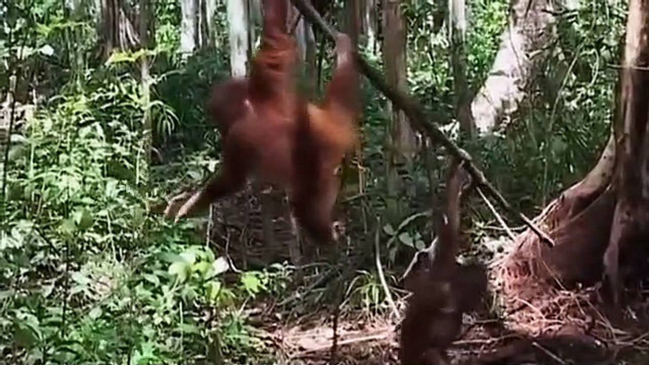 Orangutan Island - Se1 - Ep04 - Lessons Learned, Lessons Lost HD Watch