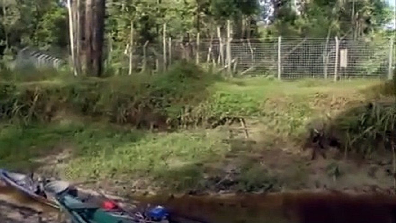 Orangutan Island - Se1 - Ep06 - Growing Pains HD Watch