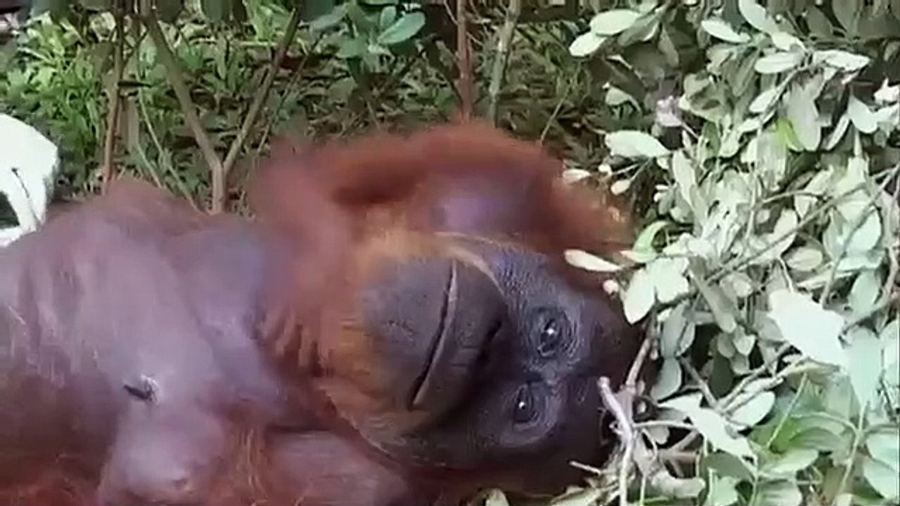 Orangutan Island - Se1 - Ep08 - Eaten Alive HD Watch