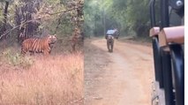 MP: बांधवगढ़ में अचानक सामने आया बाघ बजरंग, ठिठके जिप्सी चालक, रोमांचित हुए जंगल सफारी कर रहे पर्यटक