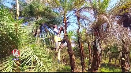 Old Man Farming Toddy Plants In House Premises _ Jagtial _ V6 Life