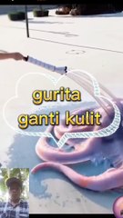 Gurita ganti kulit