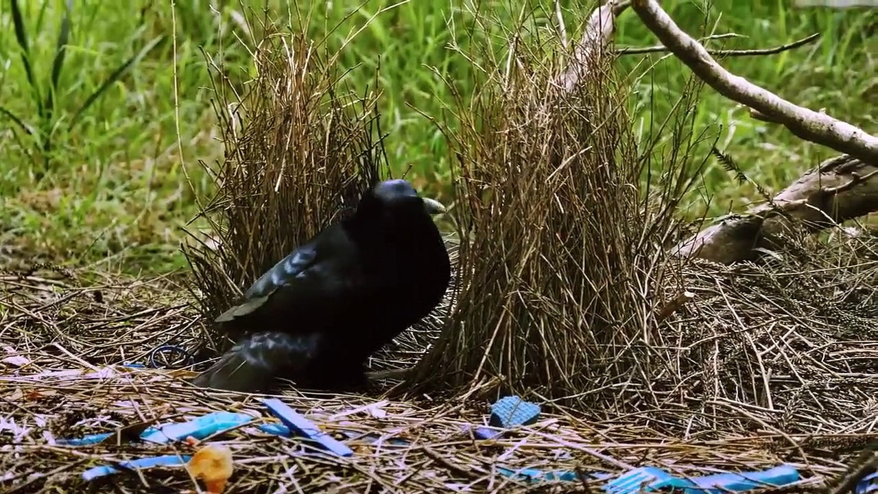 Absurd Planet - Se1 - Ep03 HD Watch