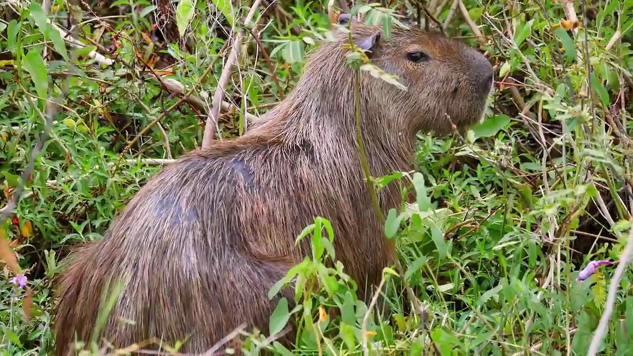 Absurd Planet - Se1 - Ep04 HD Watch