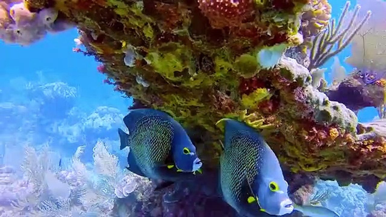 Absurd Planet - Se1 - Ep06 HD Watch