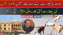 Court proceedings affected by barking sounds of stray dogs in Sindh High Court premises