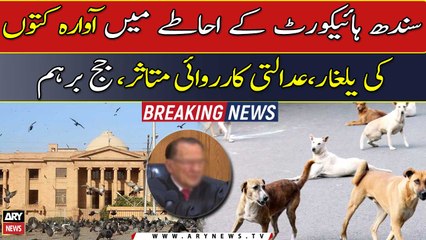 Download Video: Court proceedings affected by barking sounds of stray dogs in Sindh High Court premises