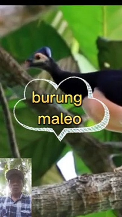 Burung maleo