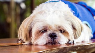 6 Reasons Why your Shih Tzu Won't Eat Food!
