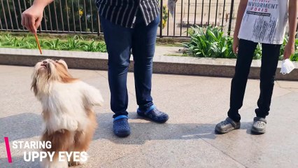 9 Things Only Shih Tzu Owners Understand