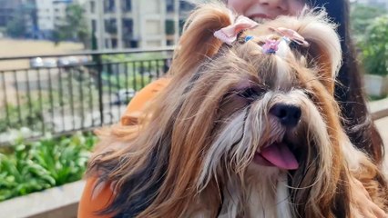 12 Things you Should Never do to your Shih Tzu