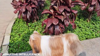Are Shih Tzus really Dumb like other People say- (EXPLAINED)