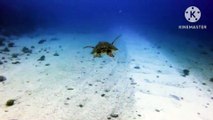 Sea life of turtles|| Under the sea||