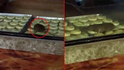 Fırında mide bulandıran görüntüler! Yiyeceklerin üzerinde fare gezdi