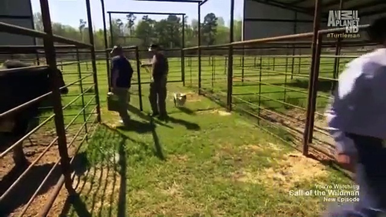 Call of the Wildman - Se3 - Ep17 HD Watch