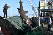 İzmir'de balıkçıların ağına takılan 10 metre uzunluğundaki, 2 ton ağırlığındaki köpekbalığı büyük şaşkınlık yarattı