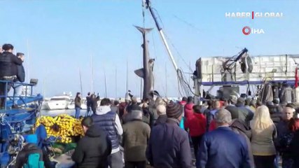 Ağlara 2 ton ağırlığında 10 metrelik köpekbalığı takıldı