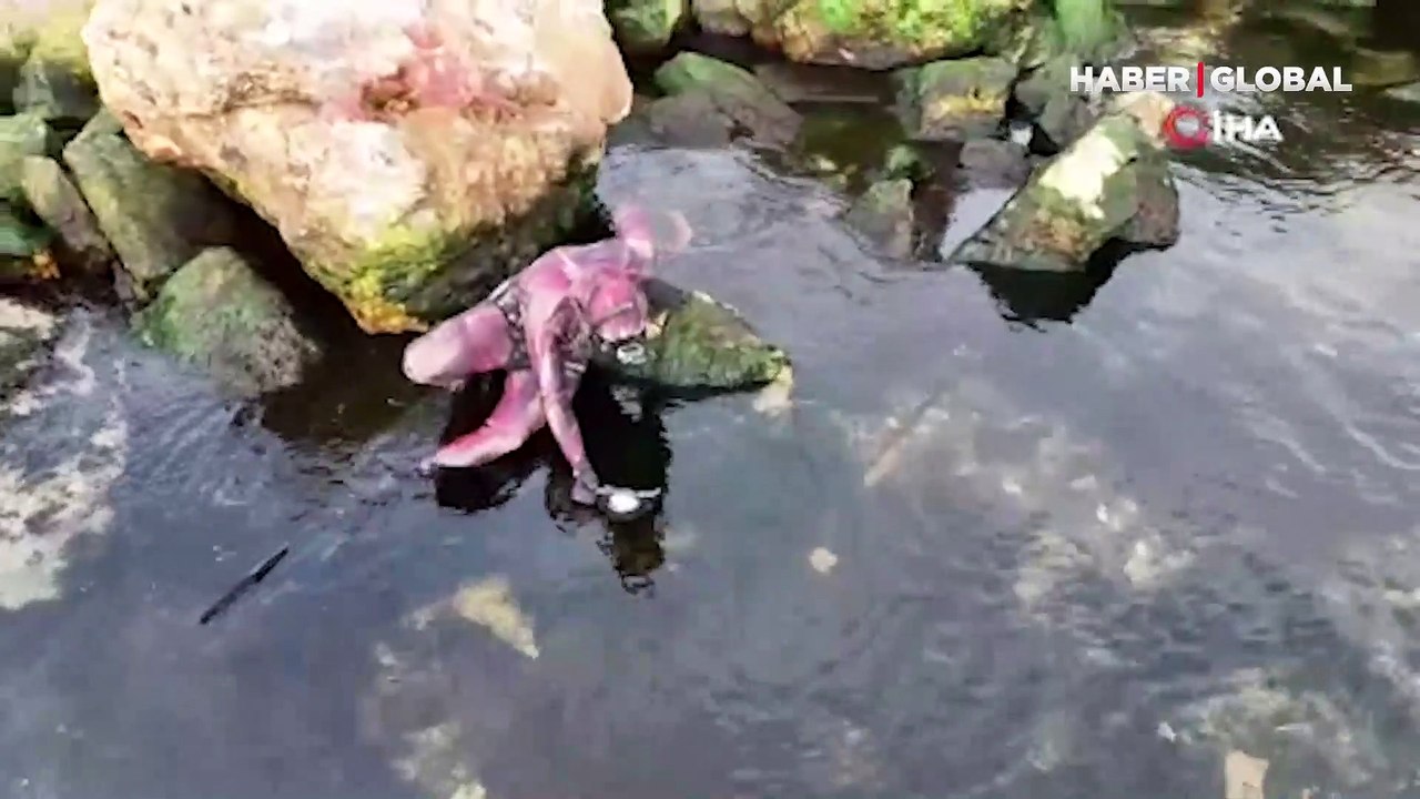 Pendik’te dalış yapan dalgıç lüfer sürüsü ile karşılaştı, o anları su altı kamerasıyla kaydetti