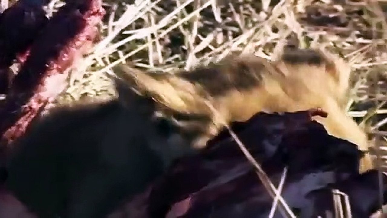 Big Cat Diary - Se3 - Ep12 HD Watch