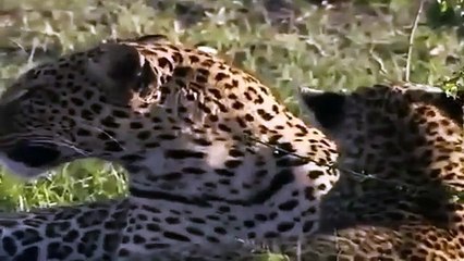 Big Cat Diary - Se3 - Ep14 HD Watch