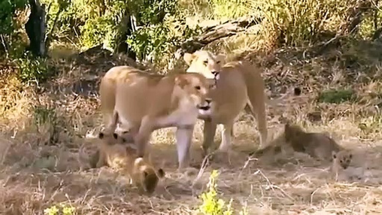 Big Cat Diary - Se4 - Ep08 HD Watch