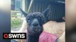 Alpacas and llamas enjoy late festive feast after owners treat them to recycled Christmas trees