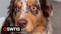 Dramatic dog can't handle being neutered and gives owners startled 'stink eye' look for three days