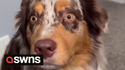 Dramatic dog can't handle being neutered and gives owners startled 'stink eye' look for three days