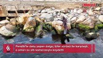 Pendik’te dalış yapan dalgıç lüfer sürüsü ile karşılaştı, o anları su altı kamerasıyla kaydetti