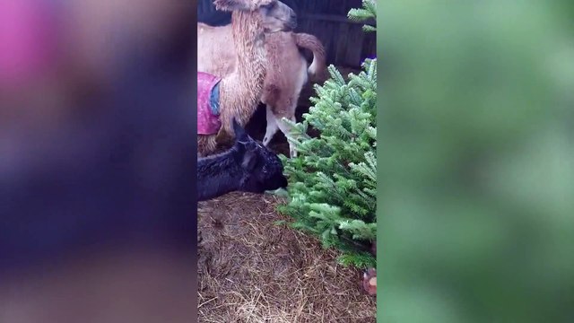 Alpacas and llamas feast on Christmas trees after unique recycling appeal