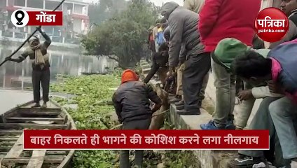जब गांव से भटक कर शहर पहुंचा नीलगाय, लाइट की चकाचौंध में लगा दी तालाब में छलांग फिर देखें क्या हुआ