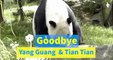 Scotland prepares to say farewell to Giant Pandas