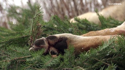 В Швеции началась масштабная охота на волков