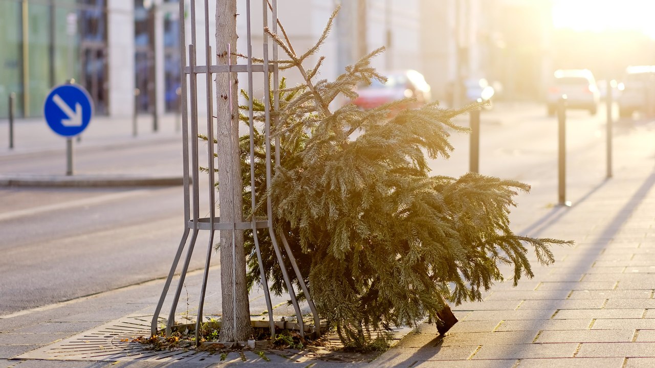 Weihnachtsbaum entsorgen: Hier droht ein ordentliches Bußgeld!