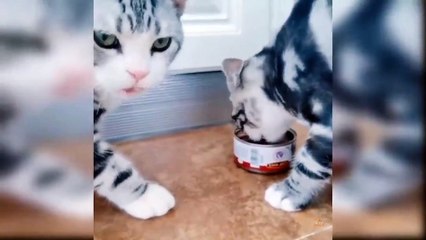 Fanny cat _Cute cate_baby cat