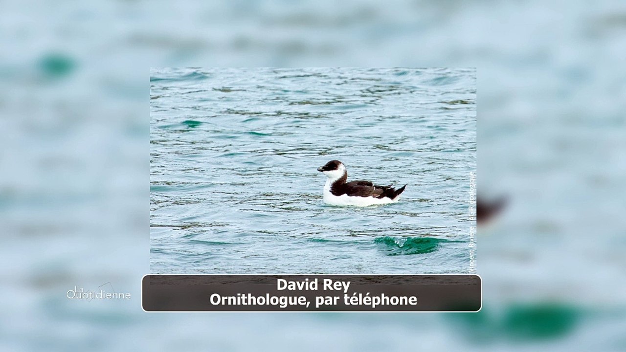 Des pingouins en nombre sur nos côtes méditerranéennes, on vous explique pourquoi
