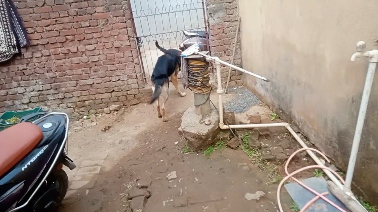 German shepherd V/S Labro Dog