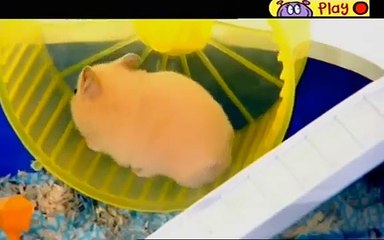 Something Special Mr Tumble Full Episode Pets