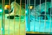 Tigre ataca domador durante apresentação em circo na Itália