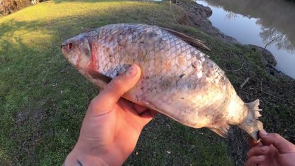 Pesca en la Calzada 1 de Mayo, Campamento y Cocina a Orilla del Río Gualeguaychú
