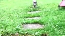 Funniest Cat And Dogs  Funny Animal Videos