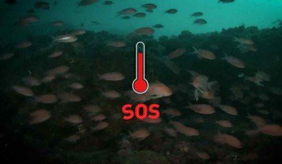 El calentamiento está colapsando la circulación oceánica profunda