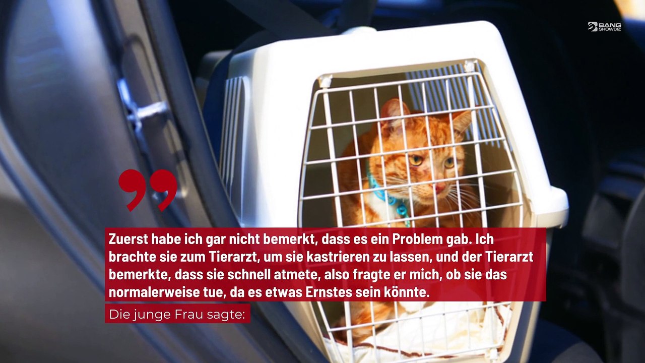 Frau gibt 12.500 Dollar beim Tierarzt für ihre Katze aus