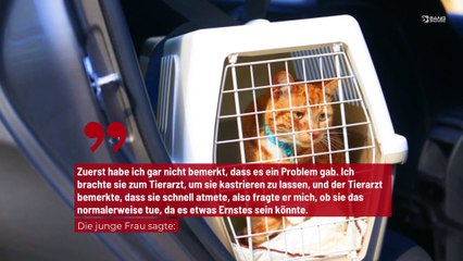 Frau gibt 12.500 Dollar beim Tierarzt für ihre Katze aus