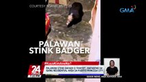 #KuyaKimAnoNa?: Palawan stink badger o 'pantot', napadpad sa isang residential area sa Puerto Princesa City | 24 Oras