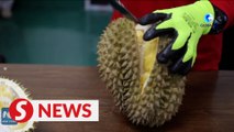 Philippine durian growers eye better yield as durian exports to China allowed