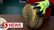 Philippine durian growers eye better yield as durian exports to China allowed