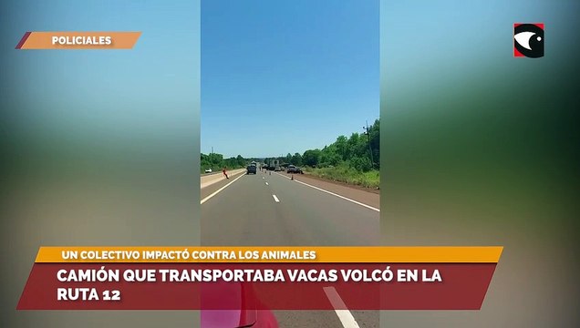 Camión que transportaba vacas volcó en la ruta 12