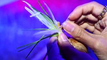 UAE's first indoor saffron farm