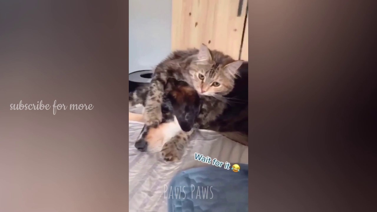 Funniest Cats and Dogs | Cutest Animals | Video of 2023